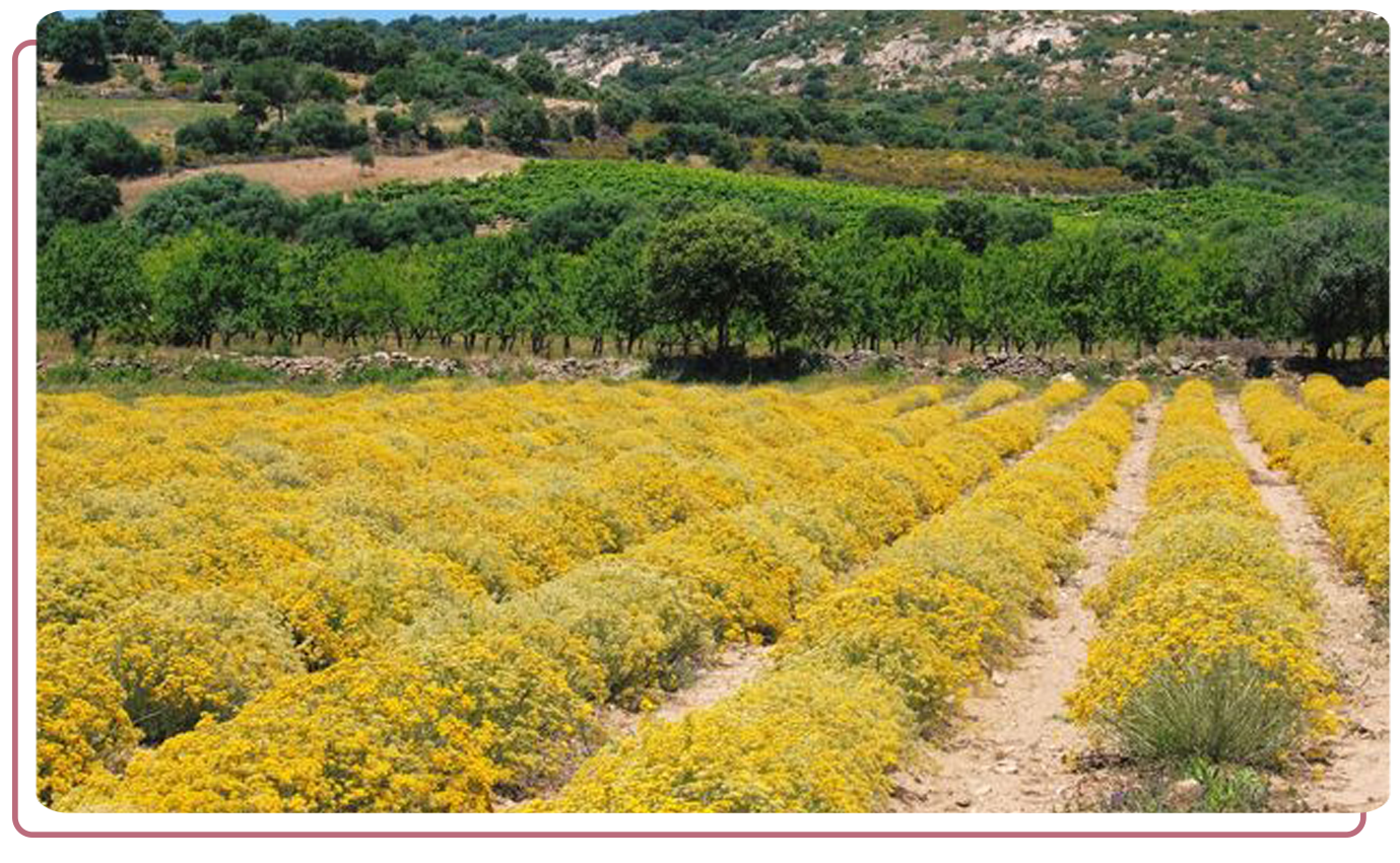 Обучение ароматерапии, эфирные масла, обучение и отдых, путешествия, поля бессмертника, Хорватия