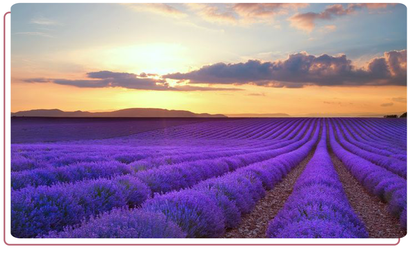 Обучение ароматерапии, эфирные масла, обучение и отдых, путешествия, поля лаванды, Франция